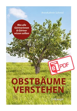 Abbildung von Schmid | Obstbäume verstehen | 1. Auflage | 2025 | beck-shop.de