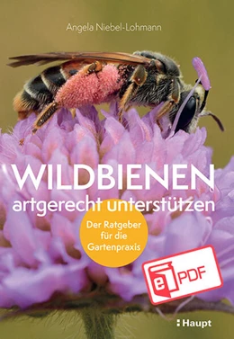 Abbildung von Niebel-Lohmann | Wildbienen artgerecht unterstützen | 1. Auflage | 2025 | beck-shop.de